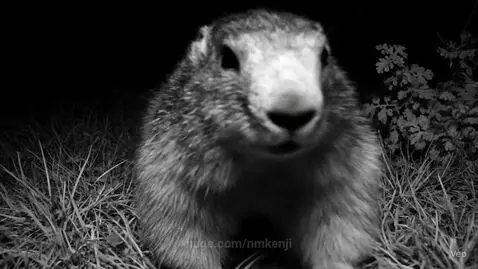Marmot by nmkenji