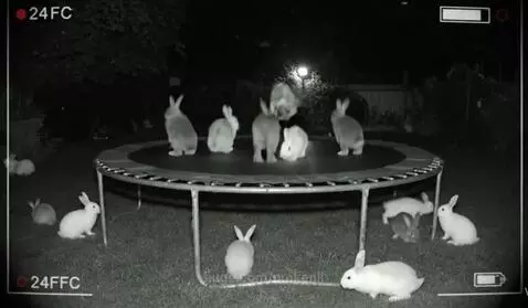 Bunnies on Trampoline by nmkenji