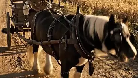 I didn't know the horse could talk?! by foldingend