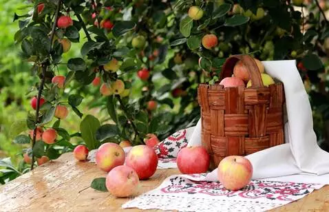 apples by lenfa42
