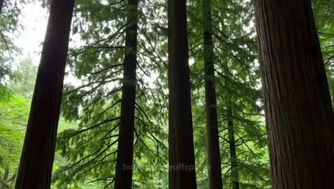 trees by gruffspasm