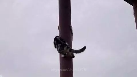 Cat swinging on a pole by shante876