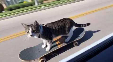 Skateboard Cat by executeai