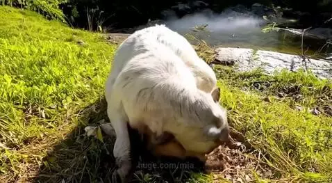 A goat giving birth on the farm near a stream without help by mia