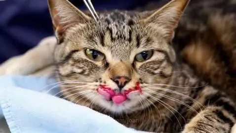Cat getting lip surgery by joan