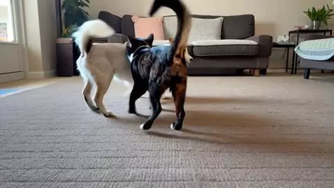 Cat and dog dance by francolala