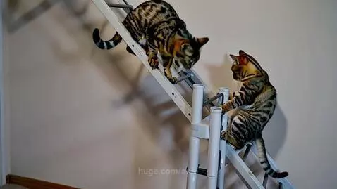 Video by anju