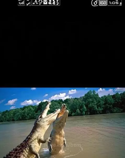Crocodiles having fun in a river by bern