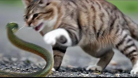Brave cat fight a snake by bern