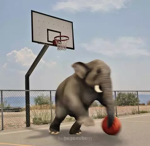 Kobby the elephant playing basketball and dunking the ball by bern
