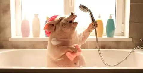 Funny Pig by irinaneuro