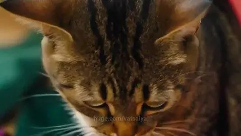 Video by vatsalya