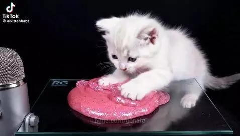 Asmr kitten by donato