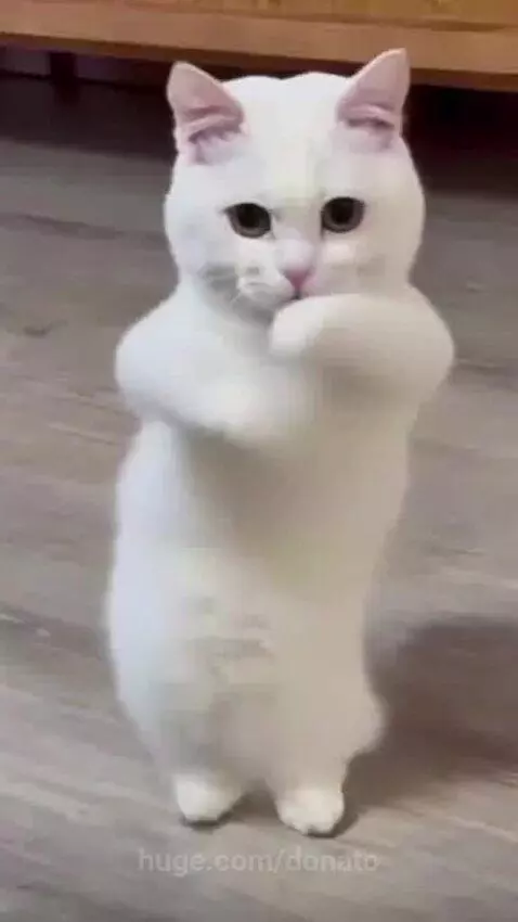 Cat dancing class❤️❤️❤️❤️❤️🤣🤣🤣🤣🤣🤣 by donato