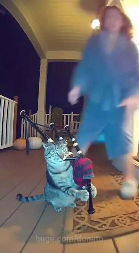 Karen vs Cat😂🤣😂🤣😂 by donato