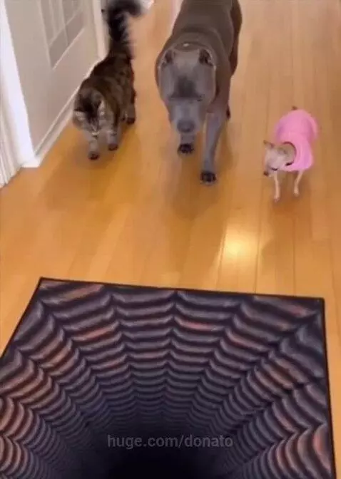 TESTING THE SAFETY🤣😂🤣😂🤣😂 by donato