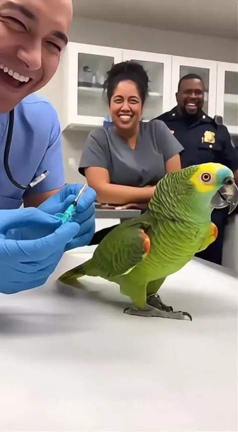 The best Parrot❤️❤️ by donato