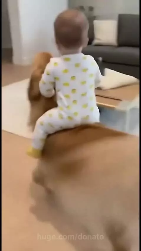 Baby riding dog❤️❤️❤️ by donato
