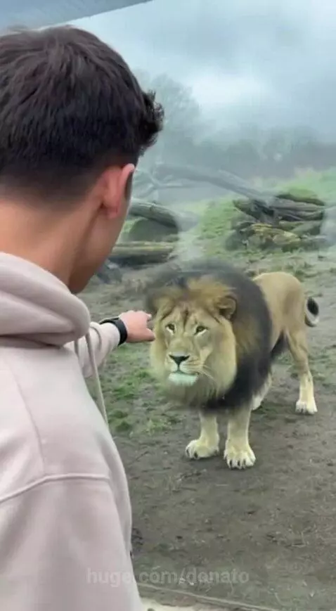 The king attacks!🔥 by donato