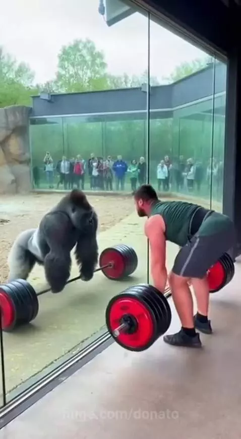 A man attempts a deadlift while a gorilla in a separate enclosure lifts a similar barbell and vocalizes.