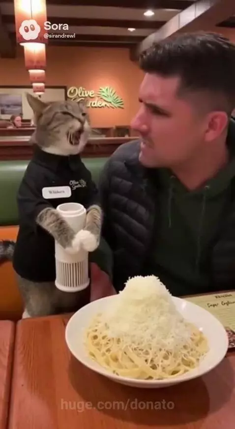 Tabby cat in Olive Garden uniform holding a cheese grater over a plate of pasta, facing an annoyed man.