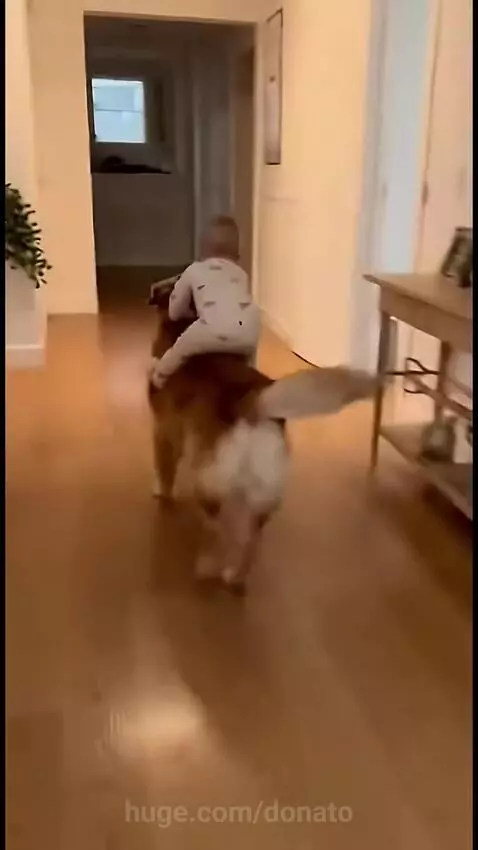 Baby in a white onesie riding on the back of a golden retriever dog as it walks down a hallway.