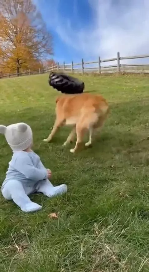 Golden retriever dog pushing a large tire away from a baby sitting on a grassy hill.