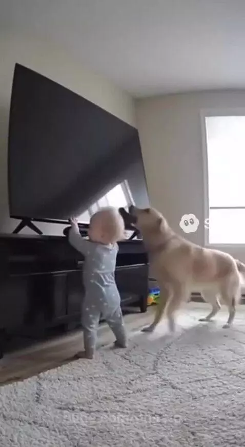 Golden retriever nudging a toddler away from a tipping television.