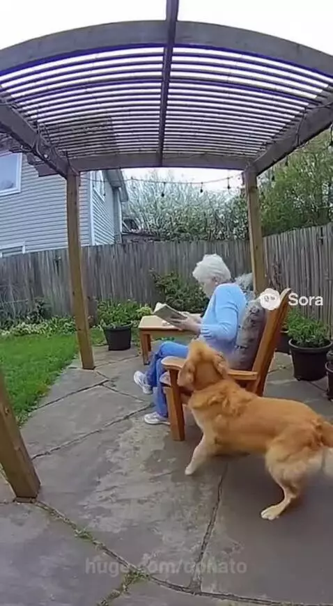 Golden Retriever dog lying on patio near elderly woman sitting under a pergola, moments before it collapses.