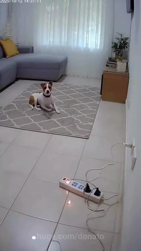 Dog  stops housefire❤️‍🩹❤️‍🩹❤️‍🩹 by donato