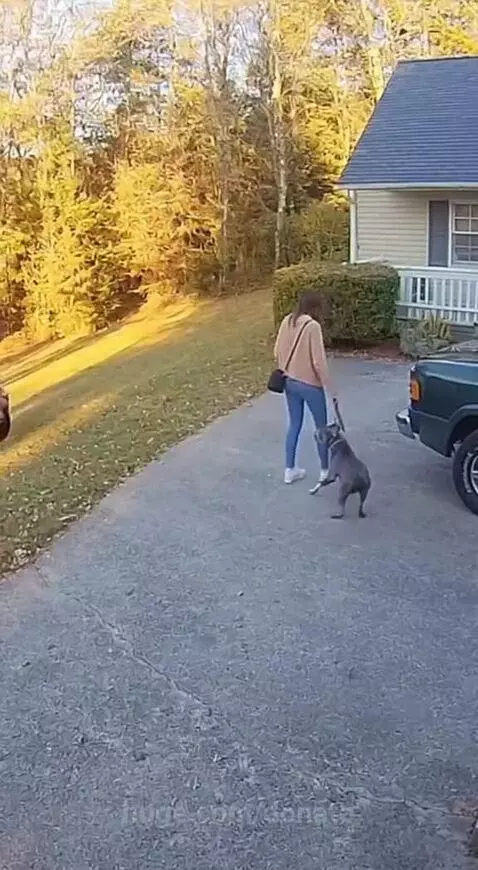 Dog barking aggressively at a large brown bear on a grassy slope while on a leash.