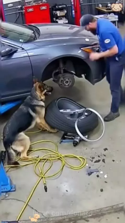 A dog pulling its owner away from a falling car lift, looking alert and heroic.