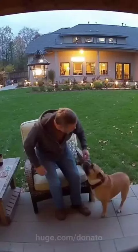 A dog barks urgently at its owner sitting on a patio chair as a large object falls from above.