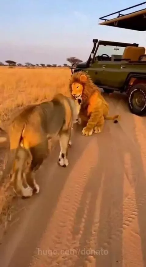 Person in a realistic lion costume surrounded by friendly lions on a savanna.