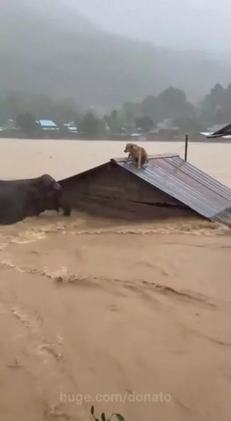 An elephant gently carries a small dog on its head through floodwaters, rescuing it from a submerged roof.