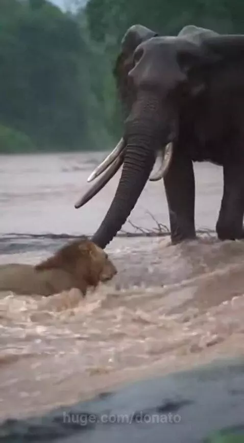 Elephant using its trunk to lift a lion out of a turbulent river onto a muddy bank.