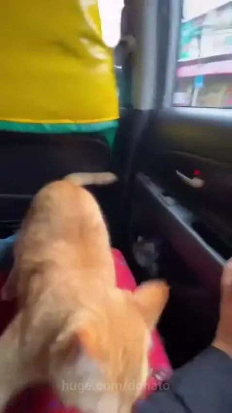 Orange cat inside a car plays with the door handle, accidentally opening it and stepping out briefly before being pulled back in.