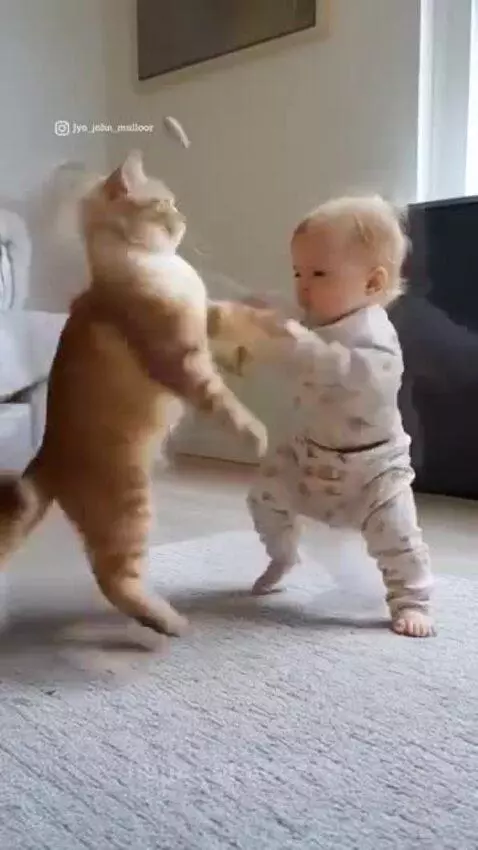 Baby vs Cat 😂😂😂🤣🤣🥊 by donato