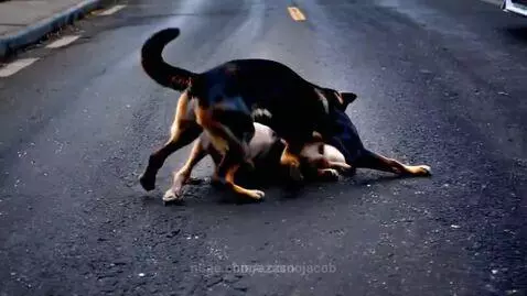 Cat and dog fight by azasoojacob