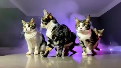 Cats on a table by mabilly