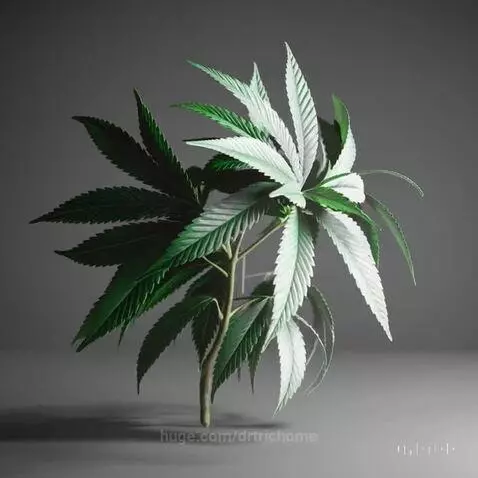 Hybrid by drtrichome