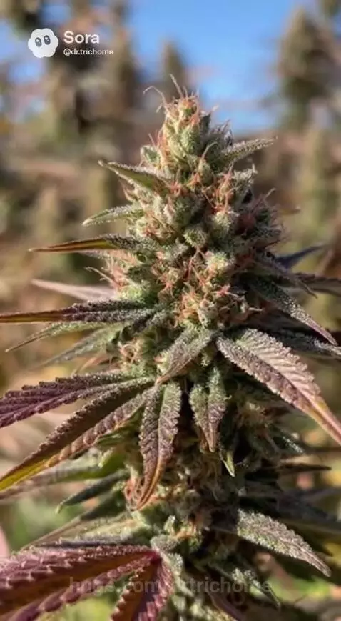 Over 30+ years growing cannabis on this planet. by drtrichome