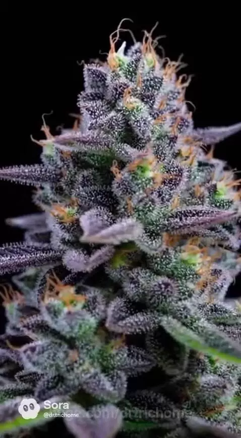 I love creating new hybrids and isolating characteristics “p... by drtrichome