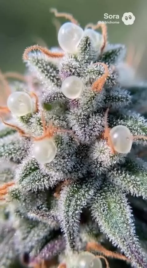 Mutant Trichomes by drtrichome
