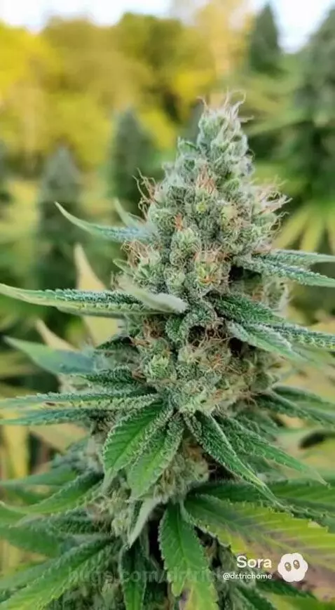 Harvest right around the corner 🪴 by drtrichome