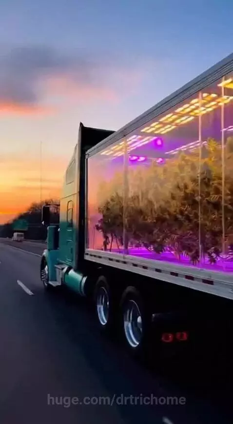 Momma we taking this show on the road 🛻 🪴 🔥 by drtrichome