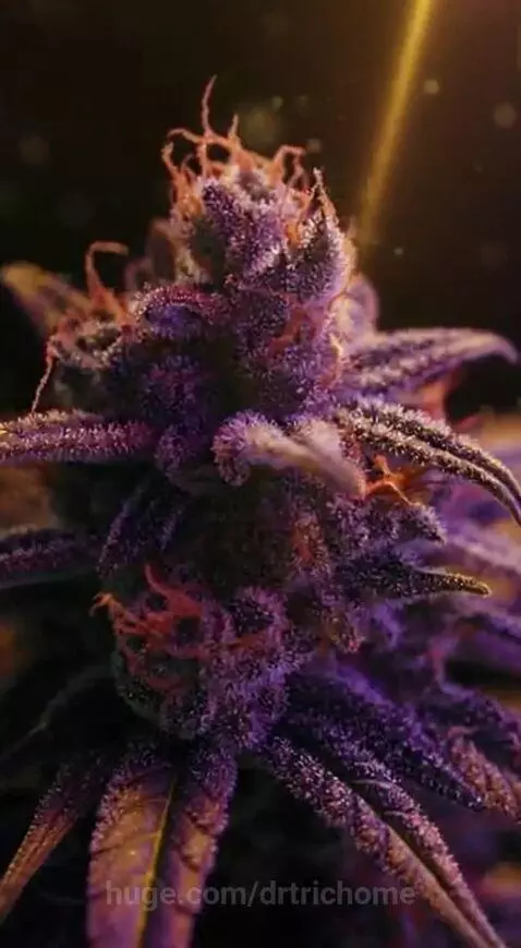 Gorilla Glue ✅ by drtrichome