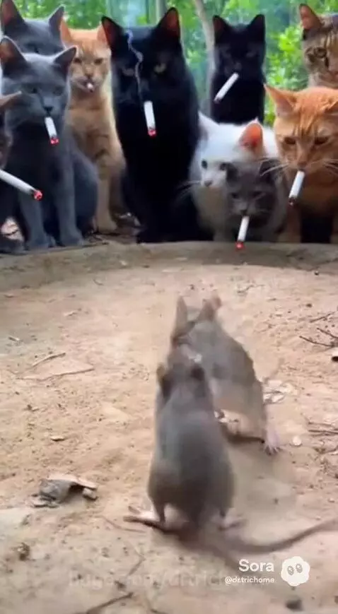 Loser gets eaten 🐀 🐈 by drtrichome