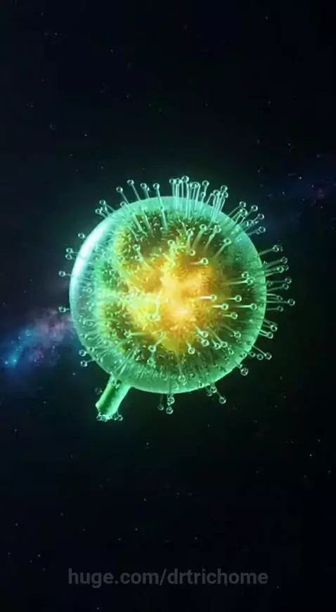 Cannabis Multiverse by drtrichome