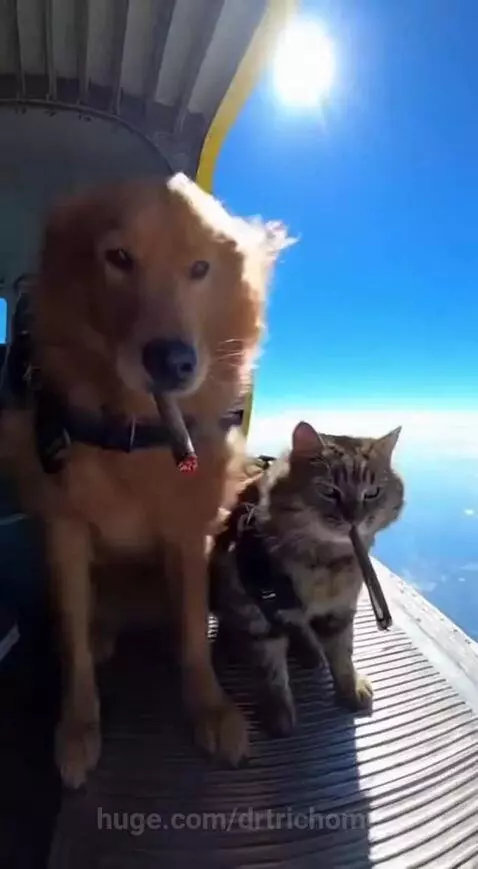 So a Dog 🐕 and cat 🐈 are smoking a blunt…… by drtrichome